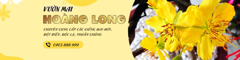 Vườn Mai Hoàng Long - Ben Tre, Vietnam | Professional Profile | LinkedIn