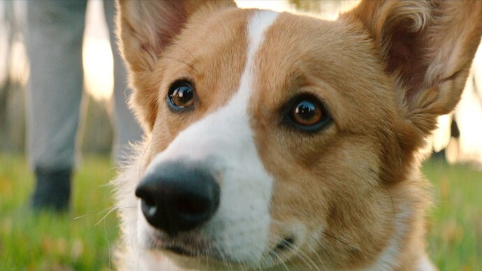 ADogsPurpose_Clip_ChaseABall.jpg